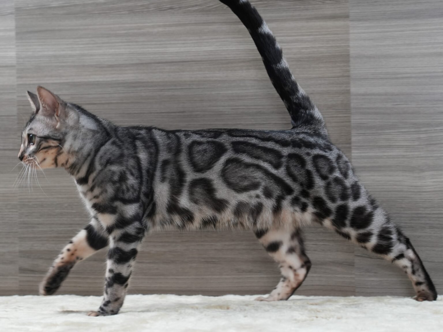 Bengal Cat Patterns Complete Guide To Spots Marbles Bengal Cat Patterns Complete Guide To Spots Marbles