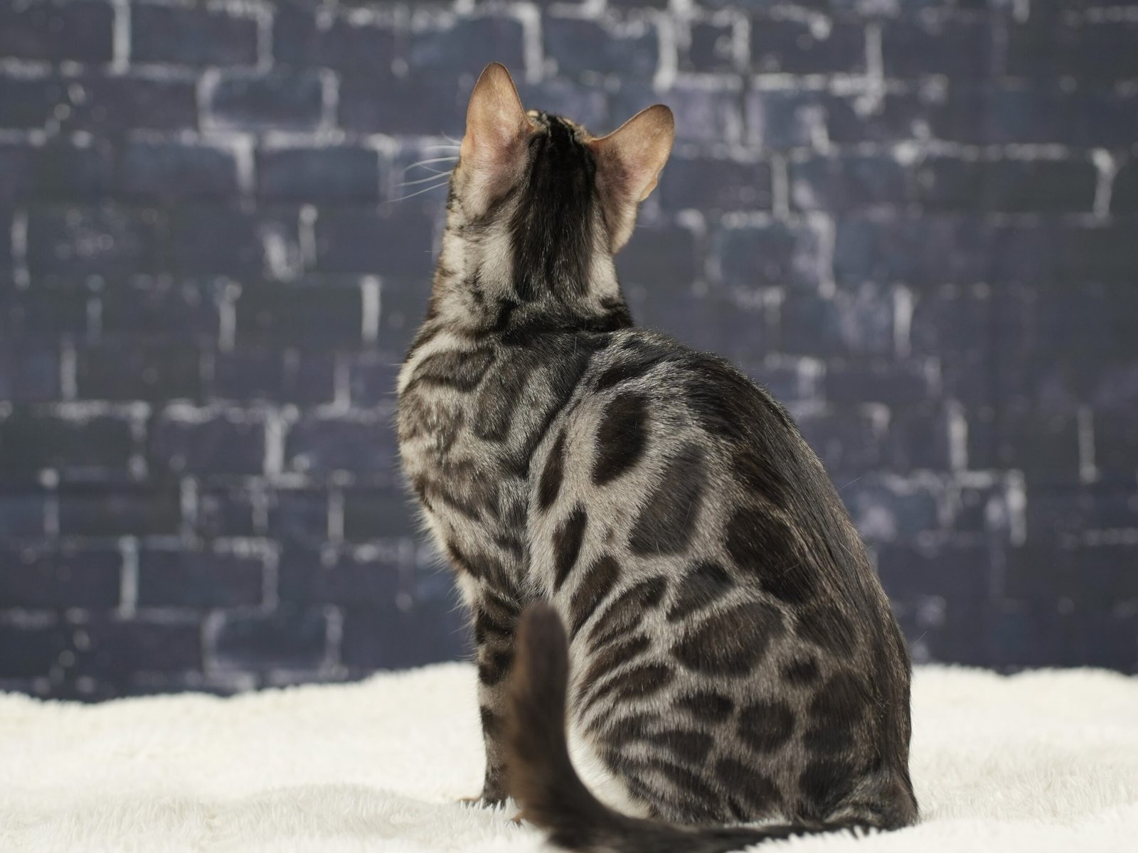 Bengal Cat Patterns Complete Guide To Spots Marbles Bengal Cat Patterns Complete Guide To Spots Marbles