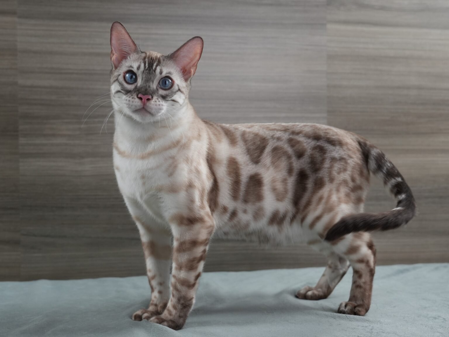 Bengal Cat Patterns Complete Guide To Spots Marbles