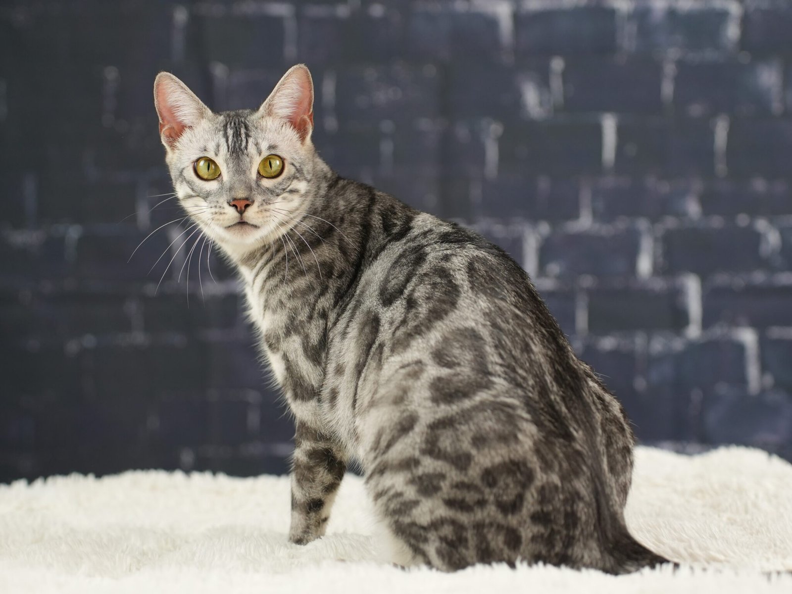 Bengal Cat Patterns Complete Guide To Spots Marbles Bengal Cat Patterns Complete Guide To Spots Marbles