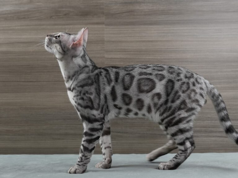 Bengal Cat Patterns Complete Guide To Spots Marbles Bengal Cat Patterns Complete Guide To Spots Marbles