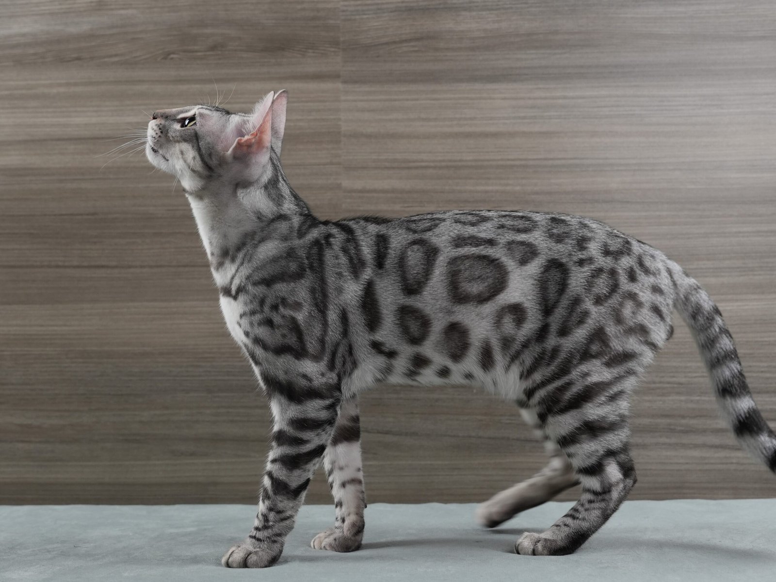 Bengal Cat Patterns Complete Guide To Spots Marbles Bengal Cat Patterns Complete Guide To Spots Marbles