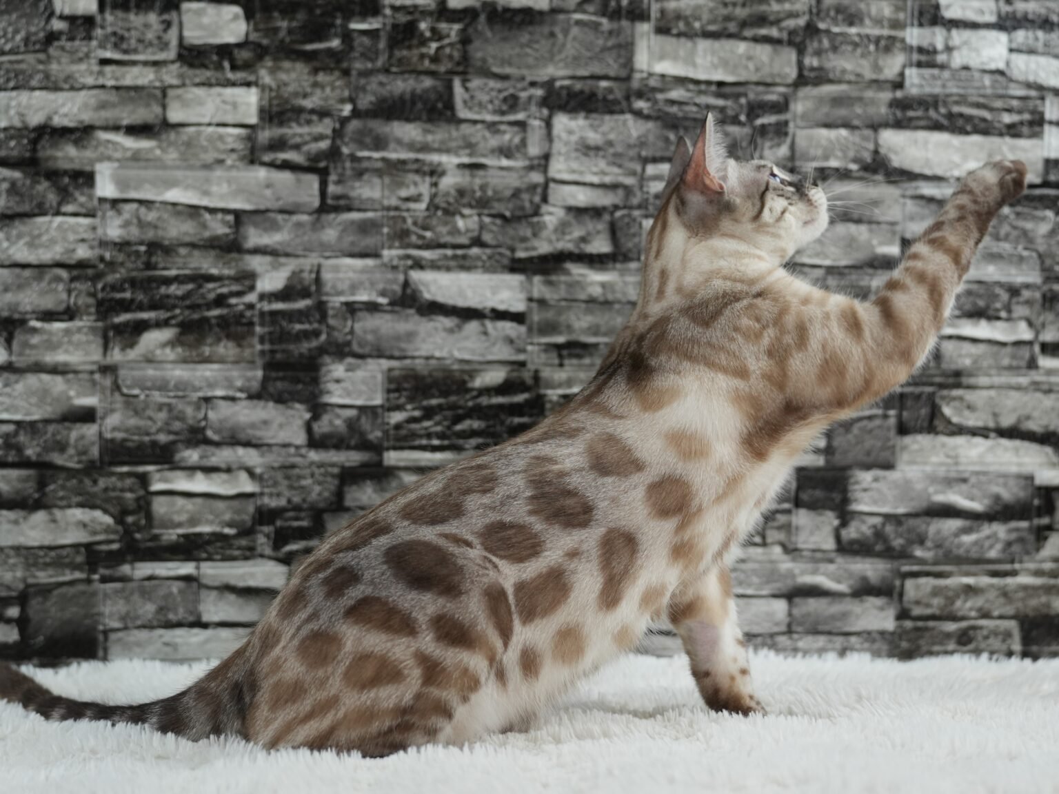 Bengal Cat Patterns Complete Guide To Spots Marbles Bengal Cat Patterns Complete Guide To Spots Marbles