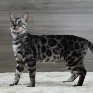 Aldebaran Month 10 (2)