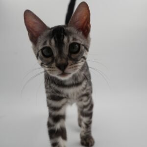 Aldebaran Week 15 (2)