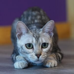 Arora crouching 2