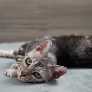 DSC00517 1