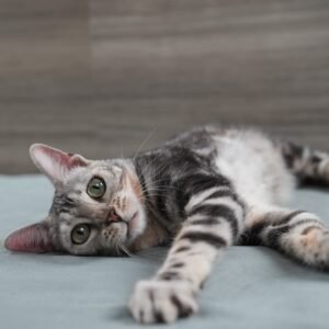 DSC00680 1