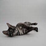 DSC00823