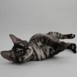DSC00823 2