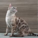DSC01203 1