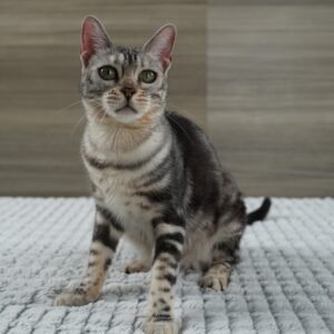 DSC01287 1