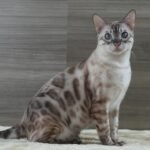 DSC01937 1