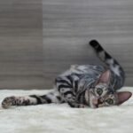 DSC03907 1