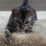 DSC03963 1