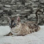 DSC04175