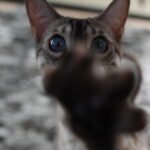 DSC04202