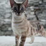DSC04245