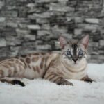 DSC04596