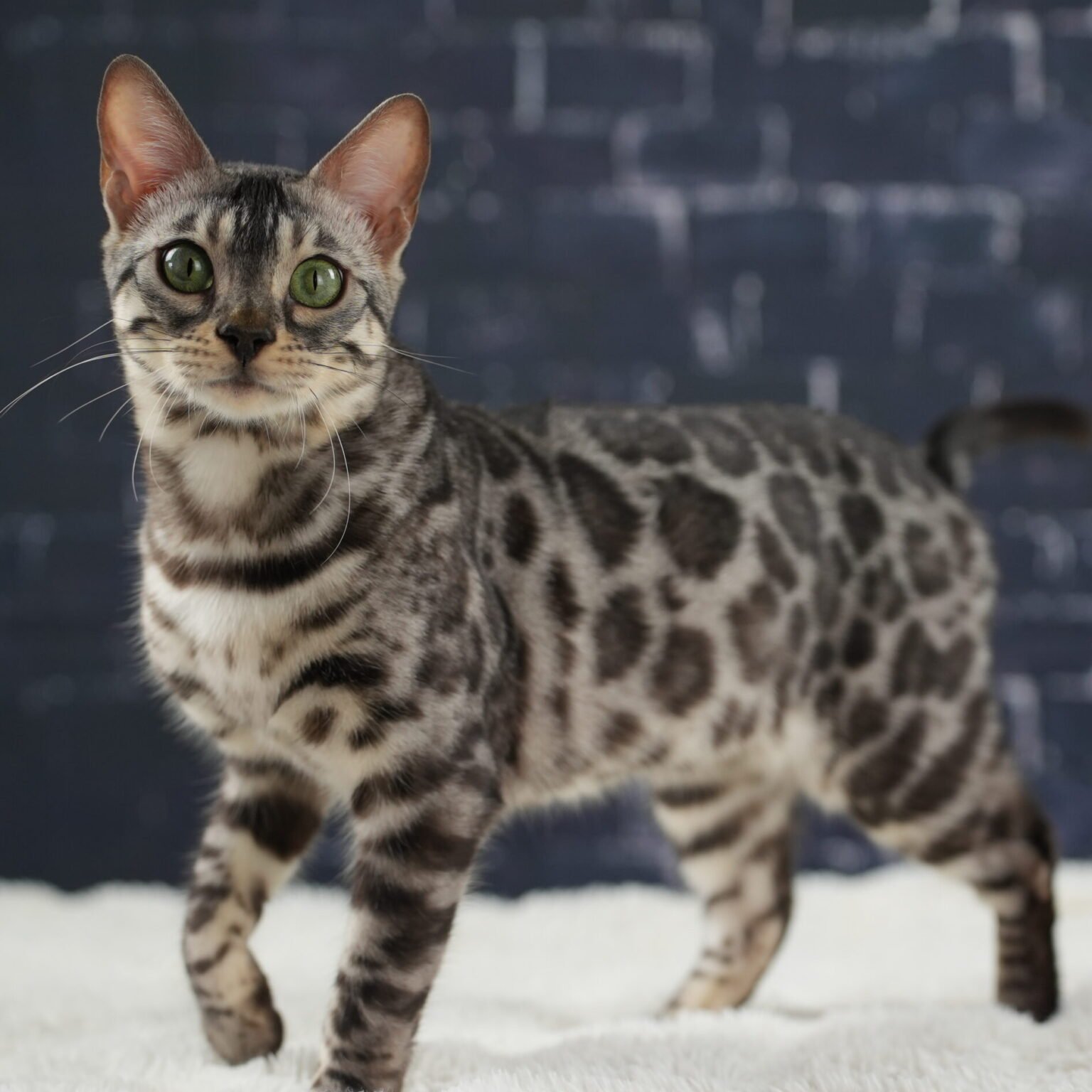 Bengal Cat Patterns Complete Guide To Spots Marbles