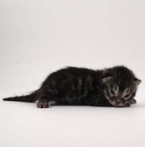 Pollux Week 1