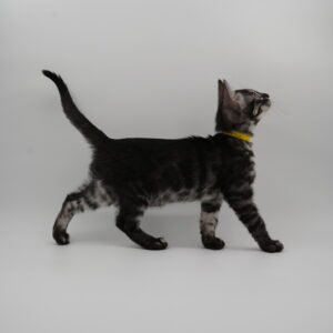Pollux Week 10