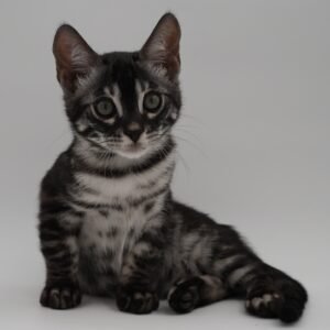 Pollux Week 11