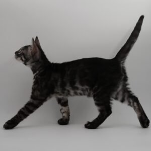 Pollux Week 12