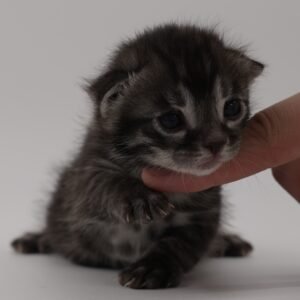 Pollux Week 2