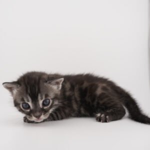 Pollux Week 3