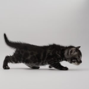 Pollux Week 4