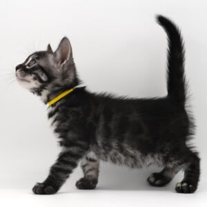 Pollux Week 6