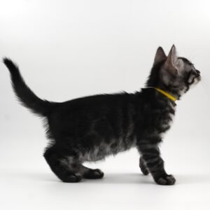 Pollux Week 7