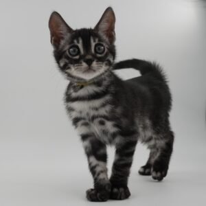 Pollux Week 8