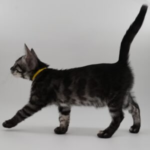 Pollux Week 9