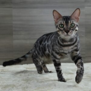 Rigel Month 10