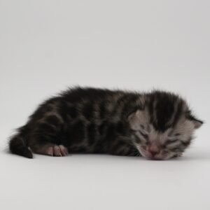 Rigel Week 1