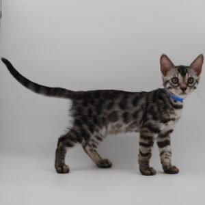 Rigel Week 10