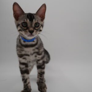 Rigel Week 11