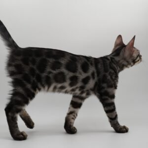 Rigel Week 13