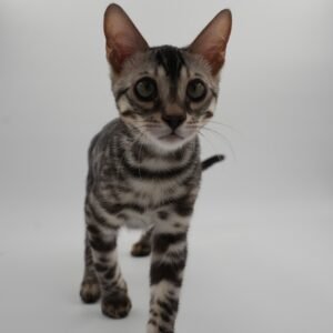 Rigel Week 15