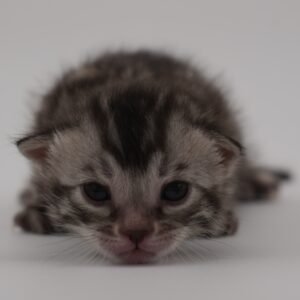 Rigel Week 2