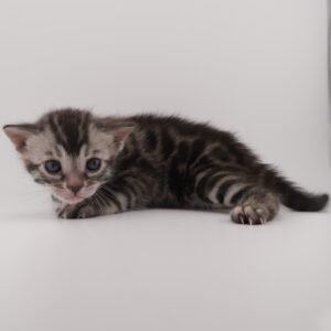 Rigel Week 3