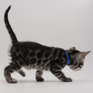 Rigel Week 4