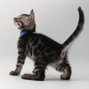 Rigel Week 6