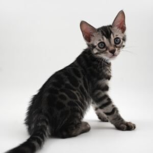 Rigel Week 7