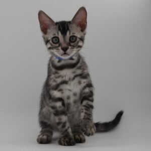 Rigel Week 8