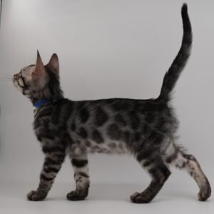 Rigel Week 9
