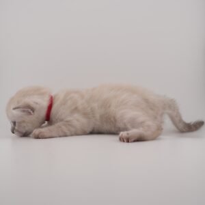 Sirius Week 3