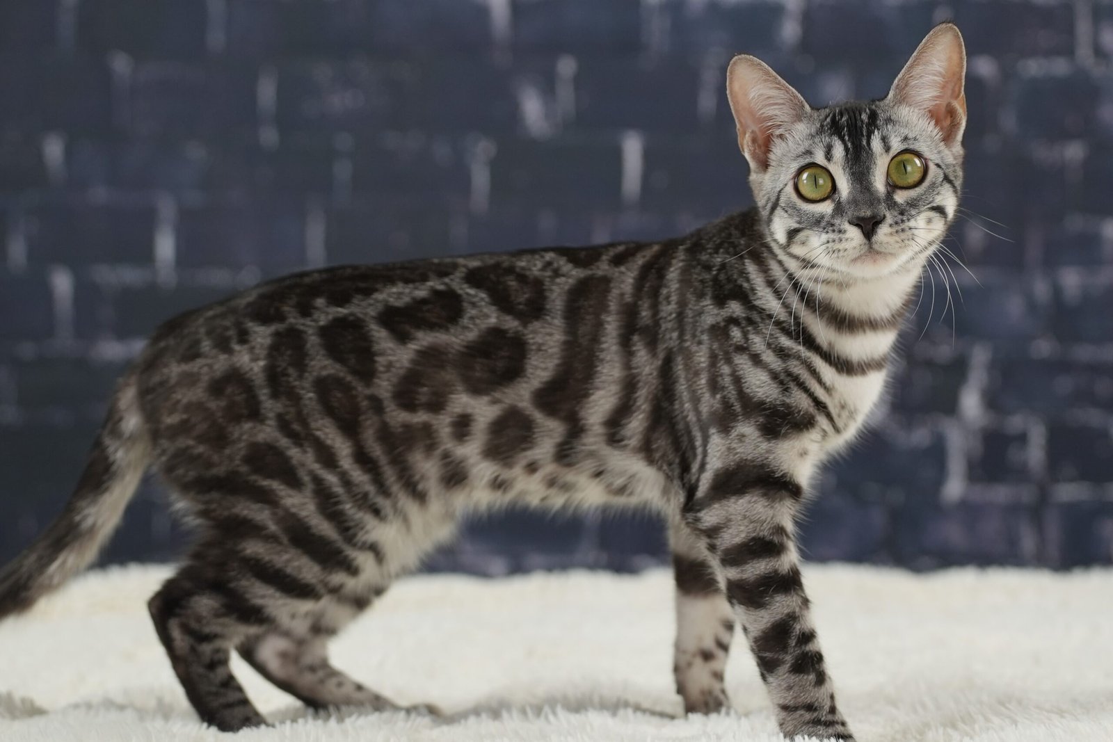 Bengal Cat Colors Complete Guide To All Coat Variations Pet Perfect Bengal Cat Colors Complete Guide To All Coat Variations Pet Perfect